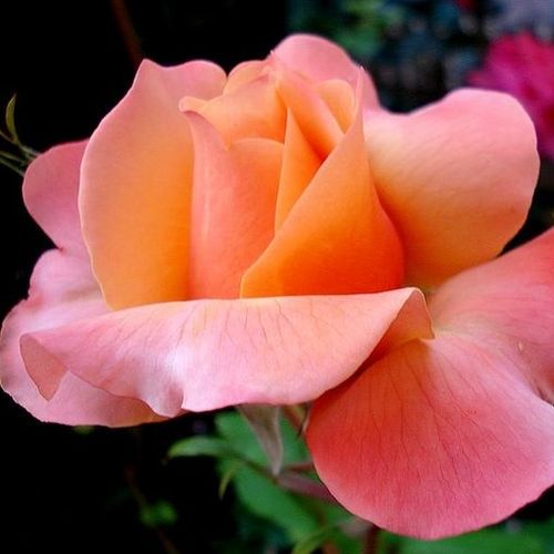 Rosa Frénésie™ - galben - roz - Trandafir copac cu trunchi înalt - cu flori teahibrid - coroană dreaptă